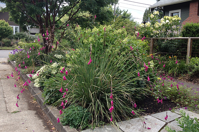 Anna's Garden